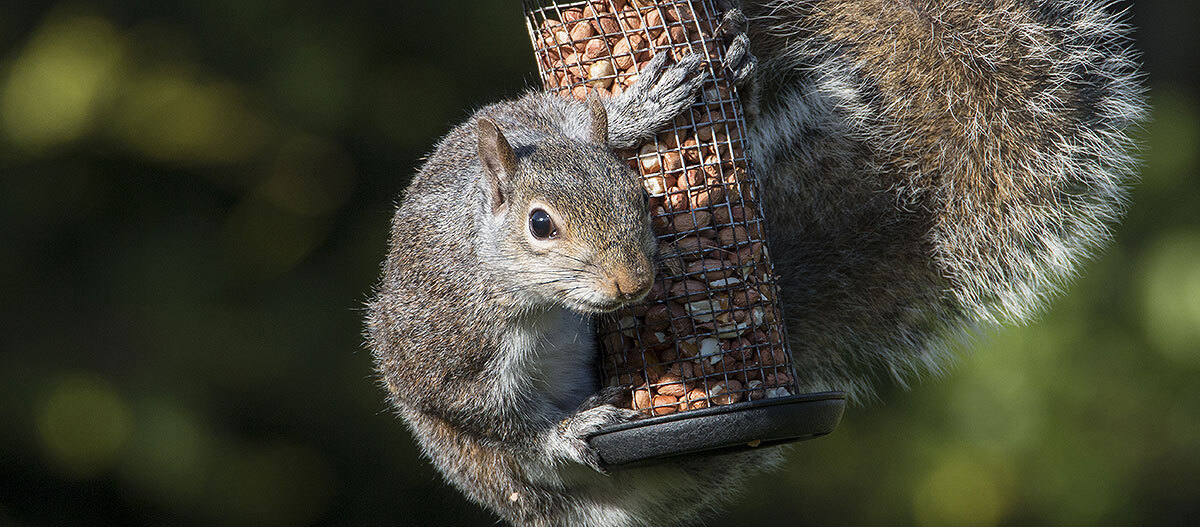 eichhoernchen-nuesse-vogelfutter Eichhörnchen isst Nüsse