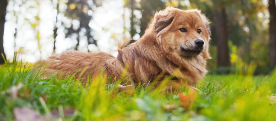Ein Elo liegt im Gras Ein Elo liegt im Gras