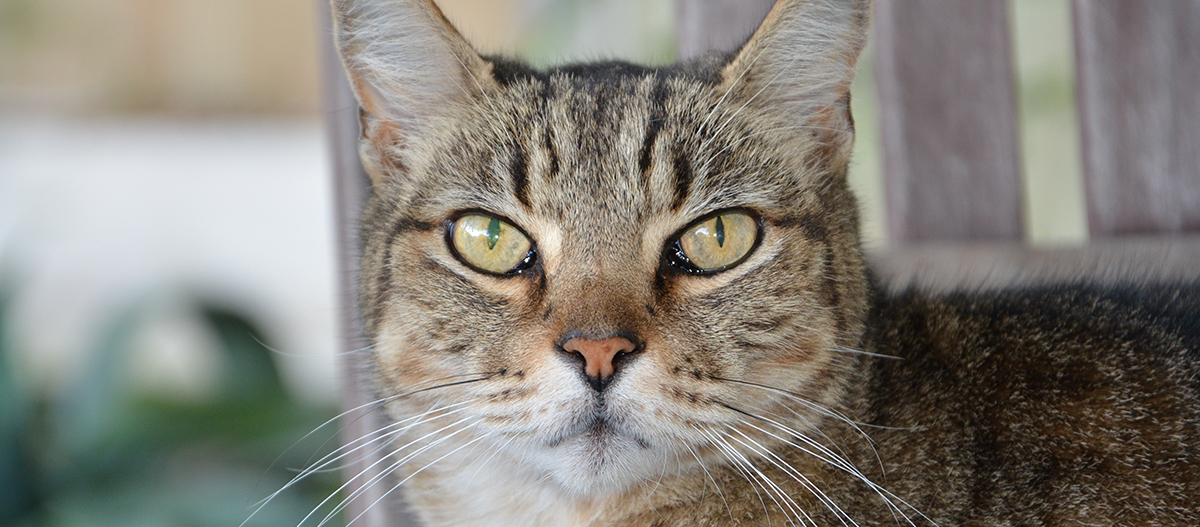 EuropÀische Kurzhaarkatze EuropÀische Kurzhaarkatze