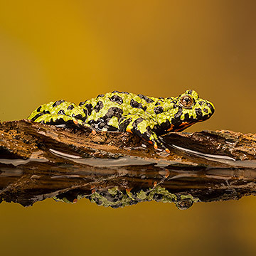 Rotbauchunke Rotbauchunke