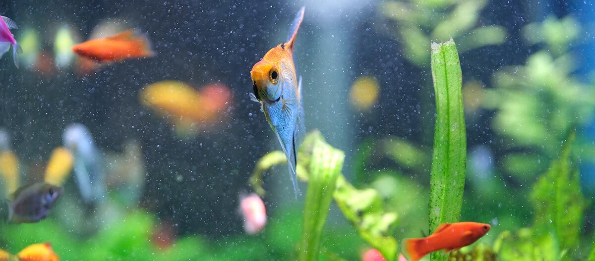 Fische im Aquarium Fische im Aquarium