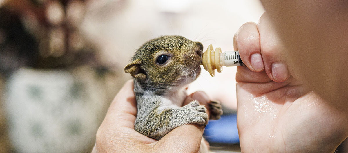 fuetterung-eichhoernchen-aufzucht-milchnahrung-mit-spritze Eichhörnchen wird mit Spritze gefüttert
