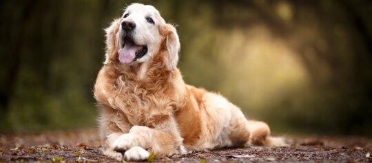 Liegender Golden Retriever