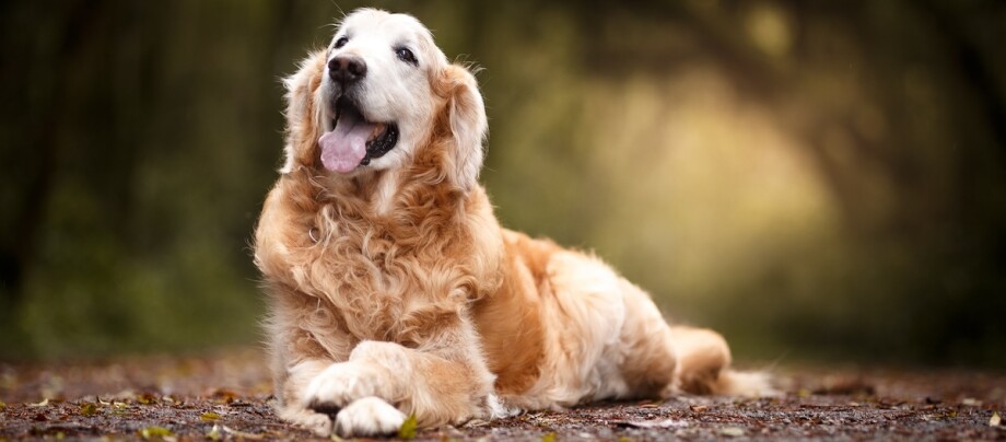 Golden Retriever Liegender Golden Retriever