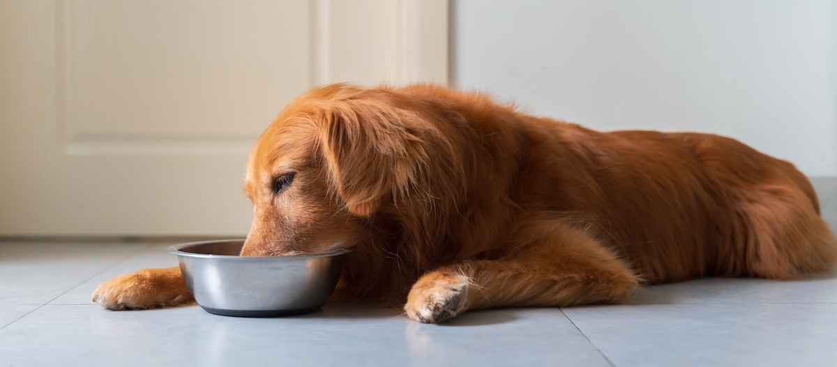 Fressender Golden Retriever Golden Retriever am fressen