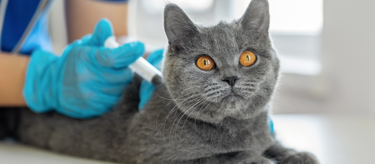 Eine graue Katze beim Tierarzt Eine graue Katze beim Tierarzt