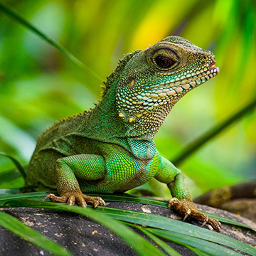 Grüne Wasseragame Grüne Wasseragame