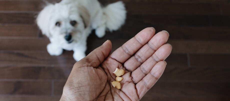 Eine Hand hält ein paar Cashews, während ein Coton de Tuléar erwartungsvoll hochschaut Eine Hand hält ein paar Cashews, während ein Coton de Tuléar erwartungsvoll hochschaut