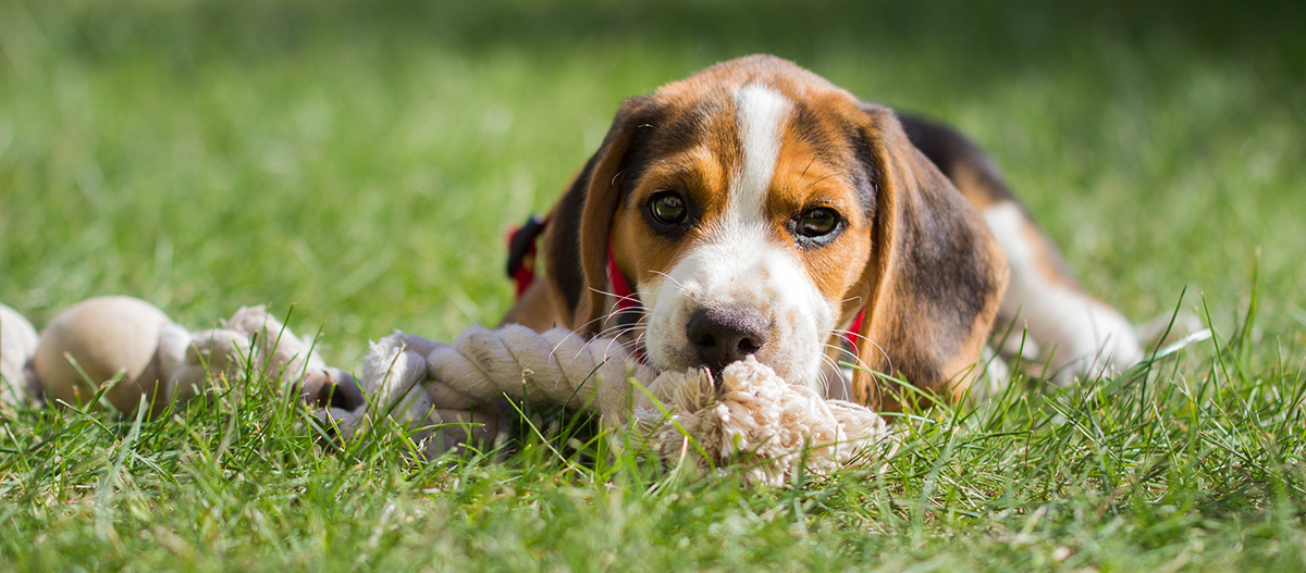 Hund liegt auf der Wiese