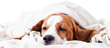 Hund liegt unter Decke