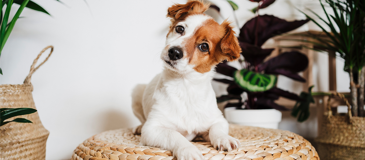 Hund liegt auf Kissen Hund liegt auf Kissen