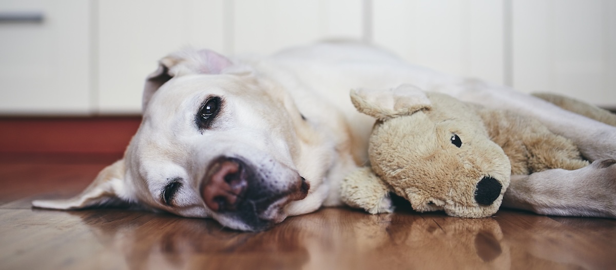 Hund liegt mit einem Kuscheltier Hund liegt mit einem Kuscheltier