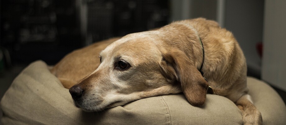 Hund ruht auf Hundebett Hund ruht auf Hundebett