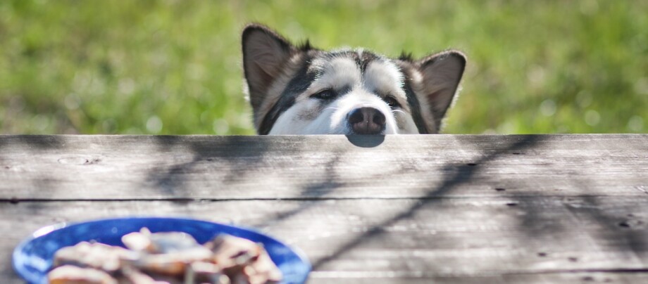 Hund schnüffelt an einem Tisch mit Schokolade Hund schnüffelt an einem Tisch mit Schokolade