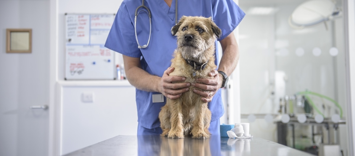 Hund beim Tierarzt Hund beim Tierarzt