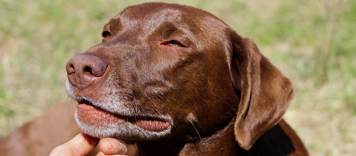 Brauner Labrador wird gekrault