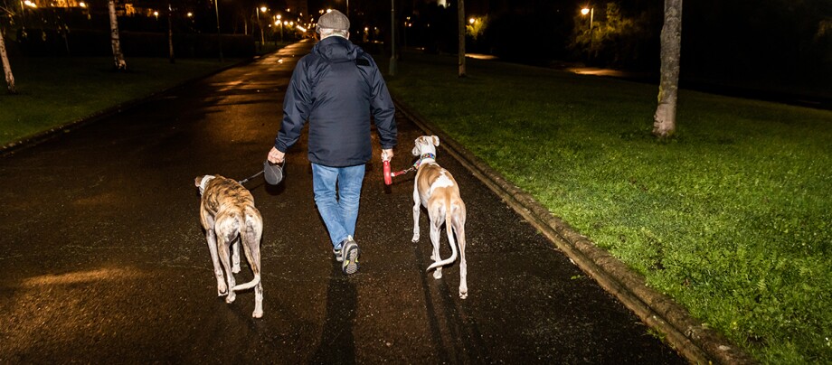 Senior man walking his dogs at night in the park