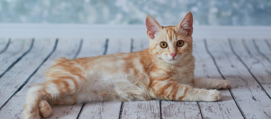 Bobtail Katze Bobtail Katze