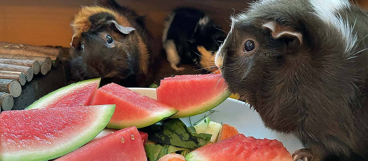 junge-abessinische-meerschweinchen-mit-obst-und-gemuese-im-innengehege Meerschweinchen essen Melone