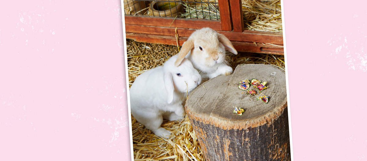 Kaninchen im Stall Kaninchen im Stall