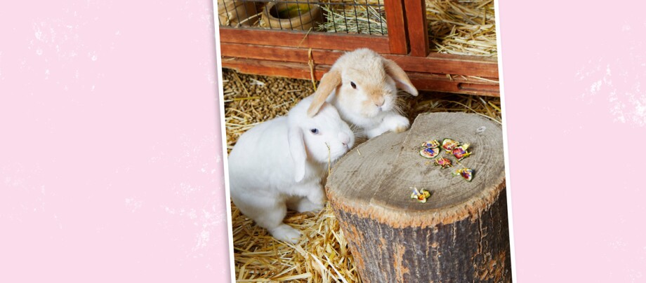 Kaninchen im Stall Kaninchen im Stall