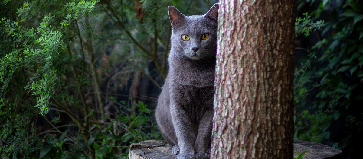 Junge KartÀuser Katze Junge KartÀuser Katze