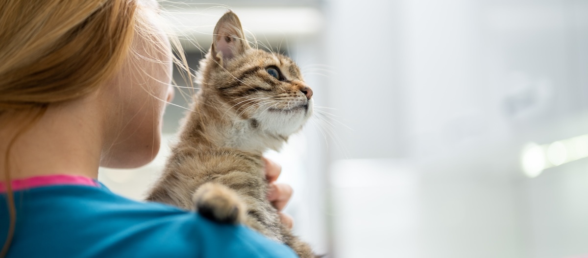 Katze auf dem Arm einer Tierärztin. Katze beim Tierarzt.