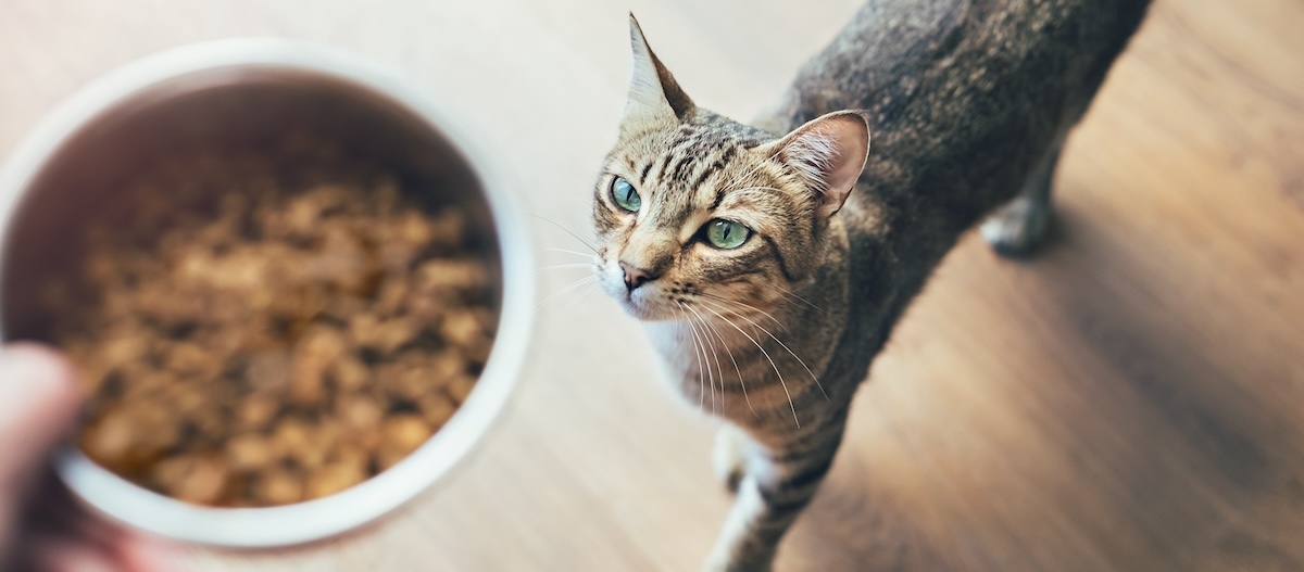 Katze schaut zum Futternapf mit Futter Katze schaut zum Futternapf mit Futter