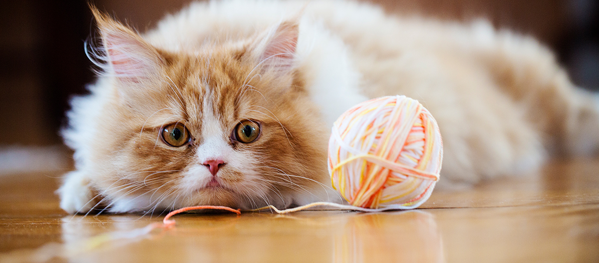 Eine Katze blickt auf ein Wollknäuel Eine Katze blickt auf ein Wollknäuel