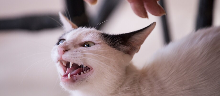 Eine Katze faucht Eine Katze faucht