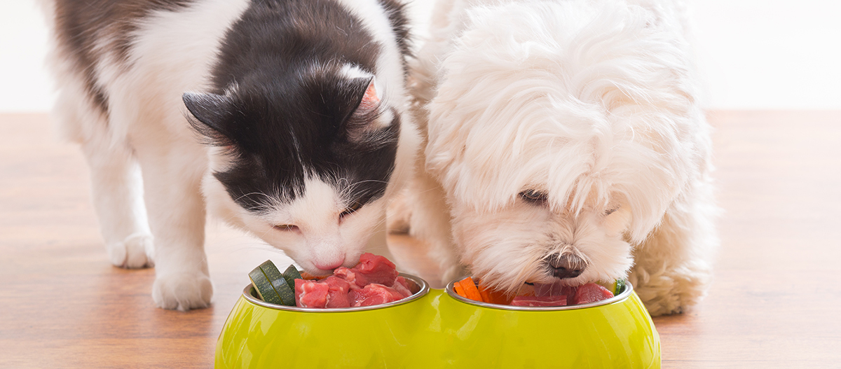 Hund und Katze fressen Barf