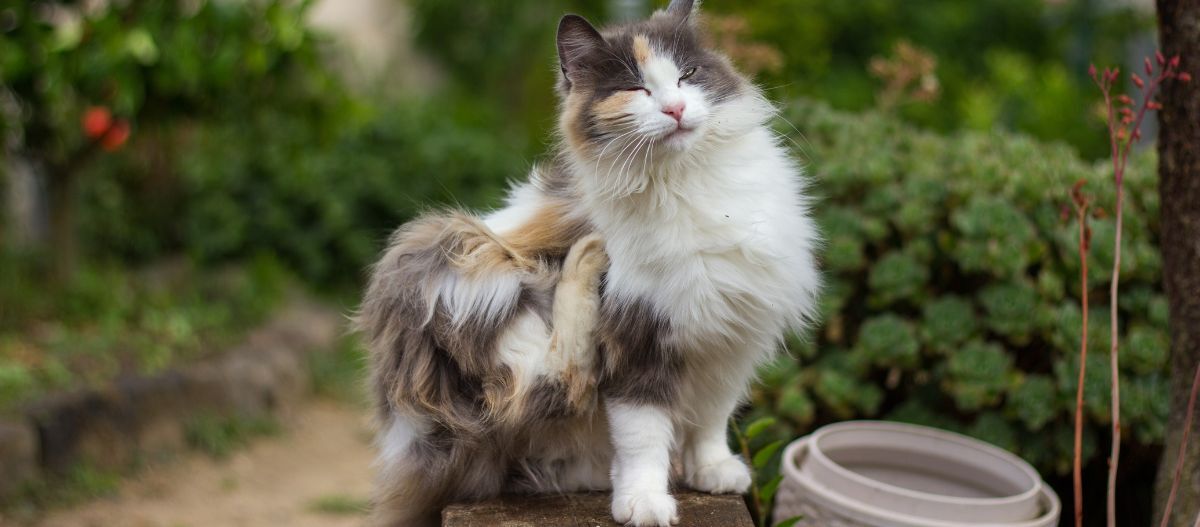 Katze sitzt im Garten und kratzt sich Katze sitzt im Garten und kratzt sich