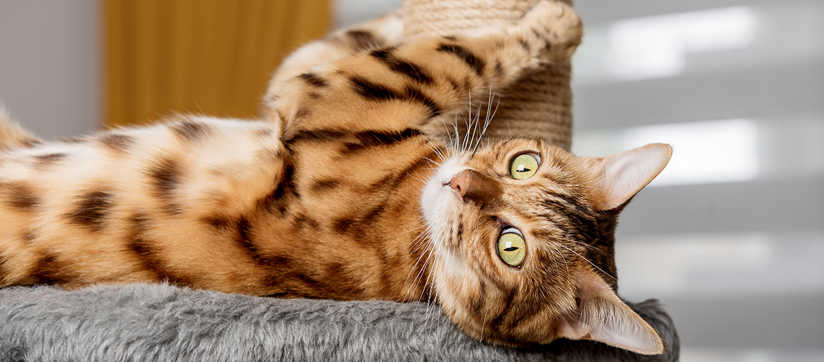 Bengalische Katze am Kratzbaum Bengalische Katze am Kratzbaum