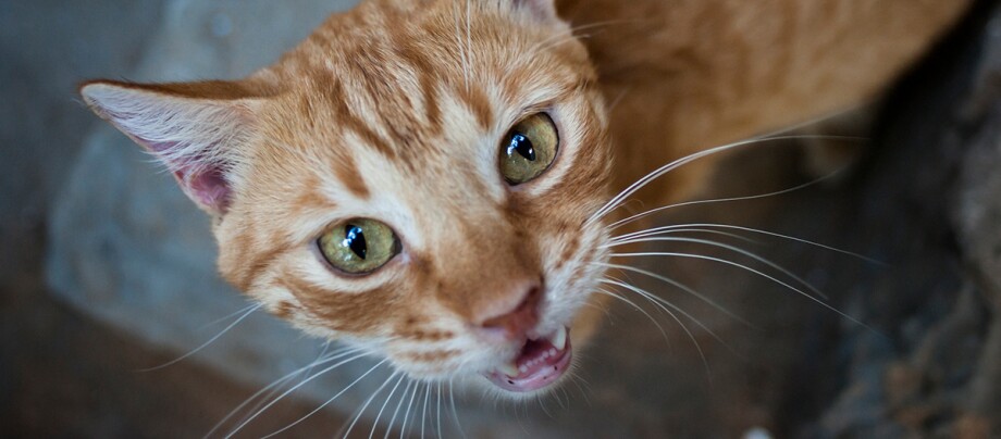 Eine Katze miaut Eine Katze miaut