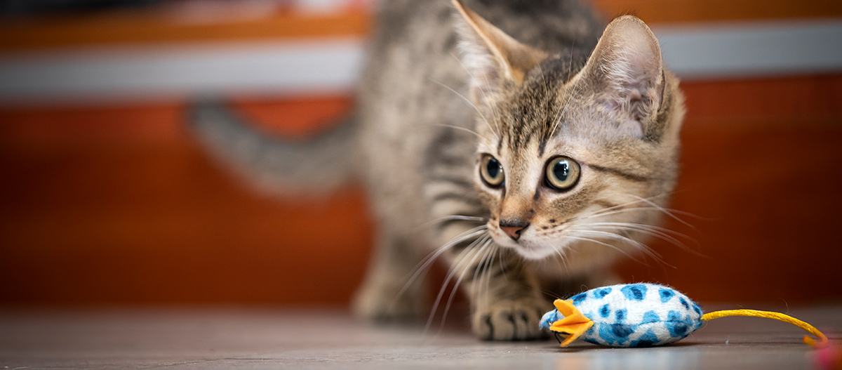 Eine junge Katze spielt mit einer Spielzeugmaus Eine junge Katze spielt mit einer Spielzeugmaus