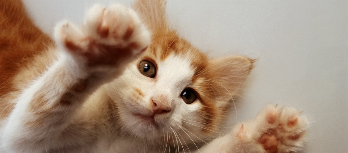 Katzenkitten streckt sich Katzenkitten streckt sich