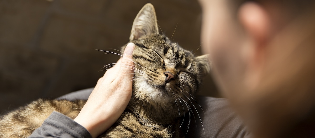 Frau mit einer schmusenden Katze Frau mit einer schmusenden Katze