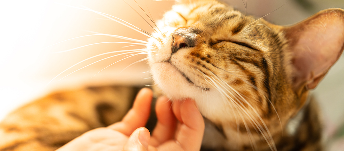 Katze wird gekrault Katze wird gekrault