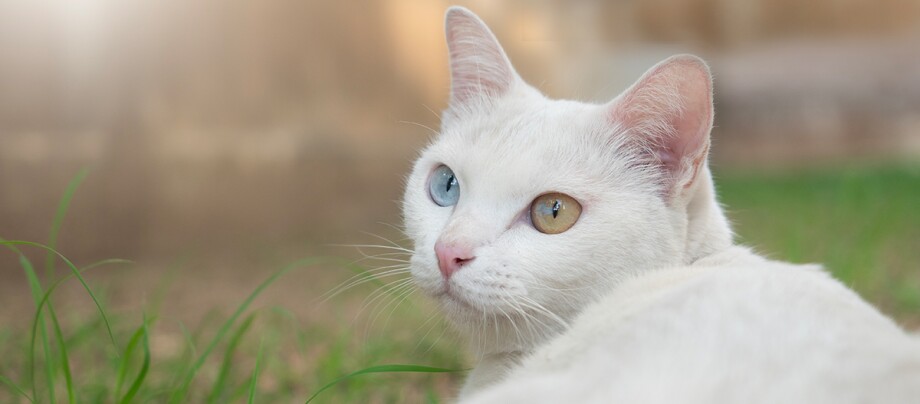 Khao Manee Katze Khao Manee Katze