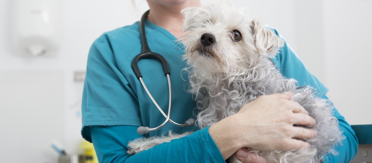 Ein kleiner Hund sitzt in den Armen einer Tierärztin. Hund auf dem Arm einer Tierärztin