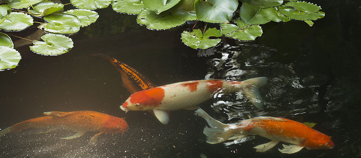 koi-karpfen-fische-im-thai-garten-teich-662f6b344fa7c Koi Karpfen im Teich