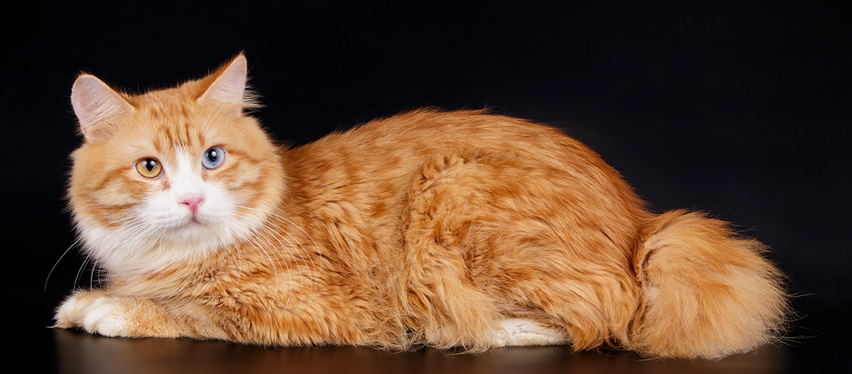 Kurilen Bobtail Katze Kurilen Bobtail Katze