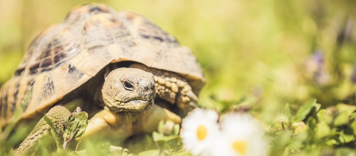 Landschildkröte draußen im Sonnenlicht Landschildkröte draußen im Sonnenlicht