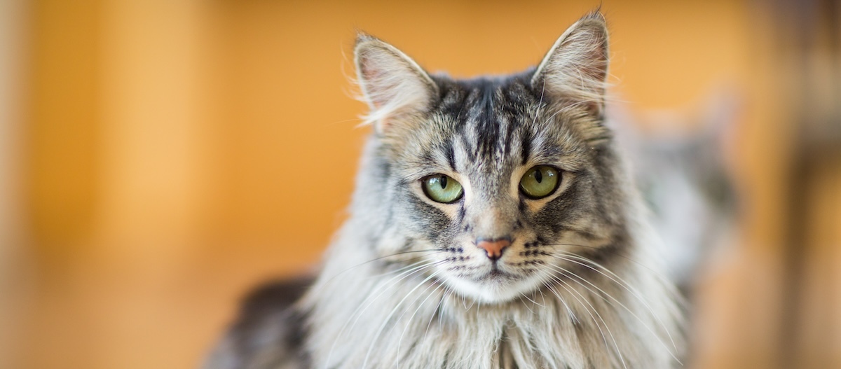 Maine Coon Katze Maine Coon Katze