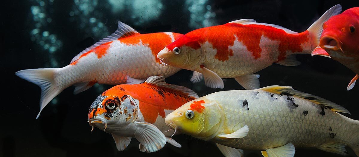 mehrere-koi-fische-karpfen-im-gartenteich Gruppe Koikarpfen im Teich
