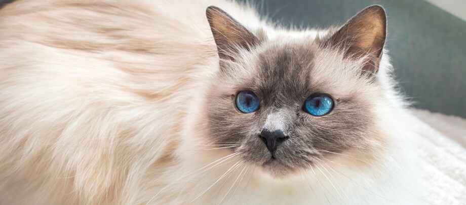 Neva Masquarade Neva Masquarade