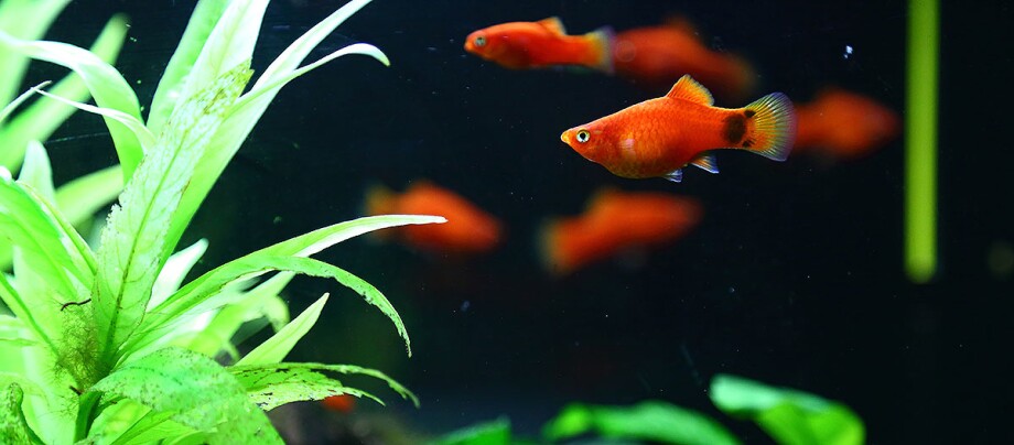 Platy im Aquarium Platy im Aquarium