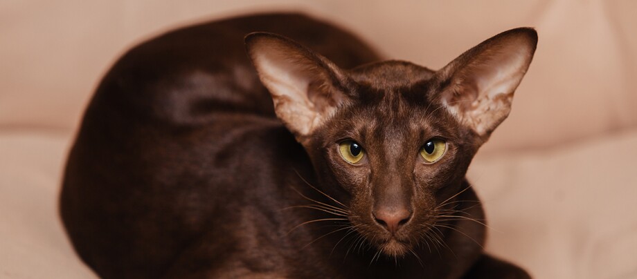 Braune Orientalisch Kurzhaar Braune Orientalisch Kurzhaar