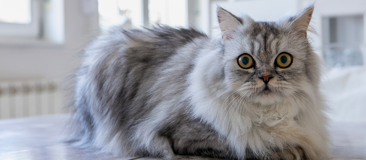 Silberne Perserkatze Silberne Perserkatze