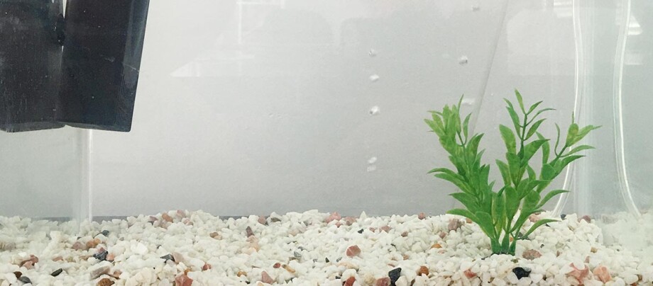 Aquarium Quarantänebecken Aquarium Quarantänebecken